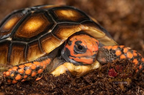 Photo post from carapacecritters.