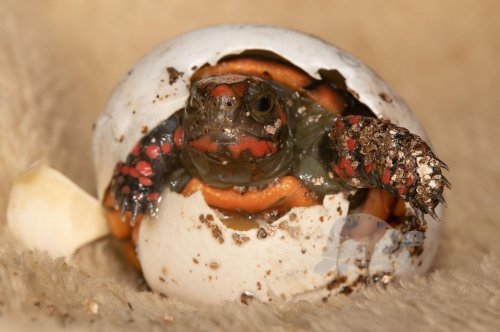 Photo post from carapacecritters.