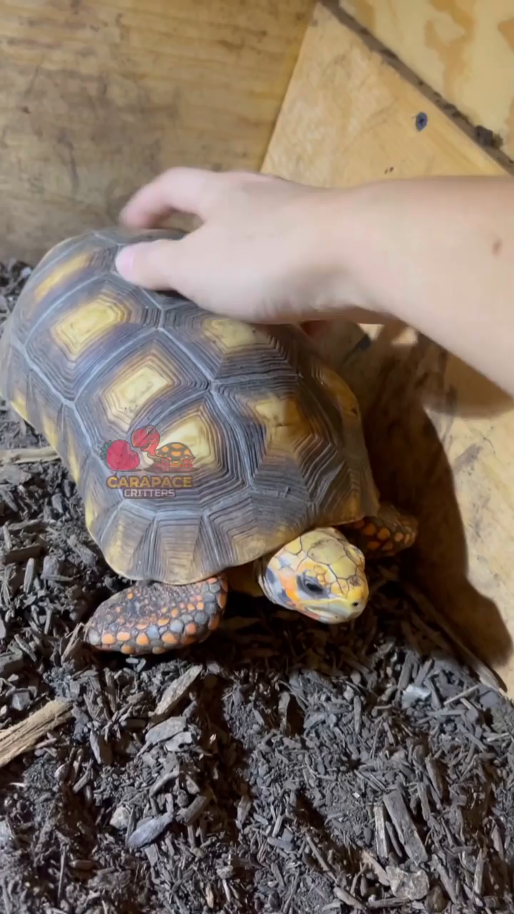 Video post from carapacecritters.