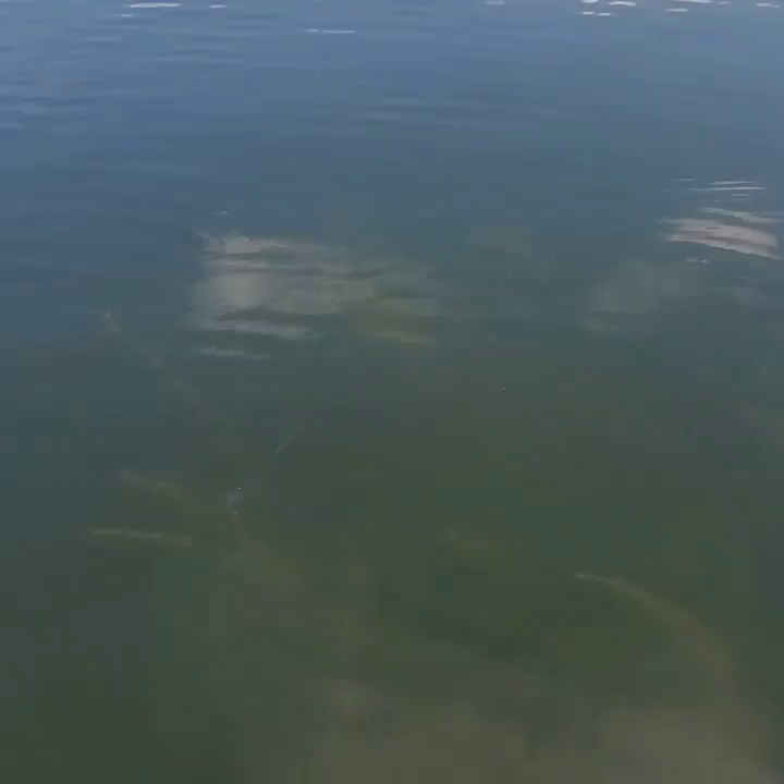 Video post from reddogguideservice.