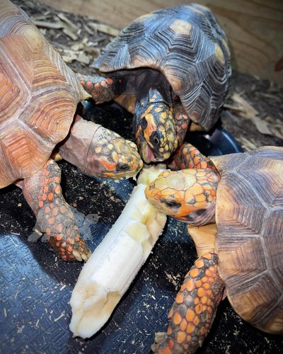 Photo post from carapacecritters.