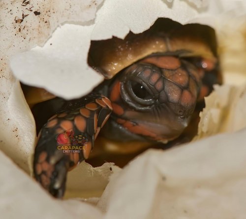 Photo post from carapacecritters.