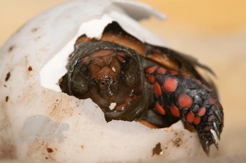 Photo post from carapacecritters.