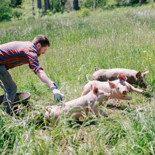 Photo post from hungryhollowfarm.