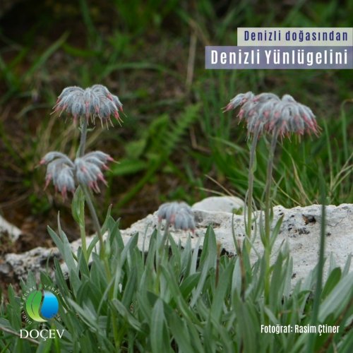 Photo post from dogavecevrevakfi.