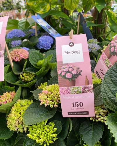 Photo post from blomsterborsen.