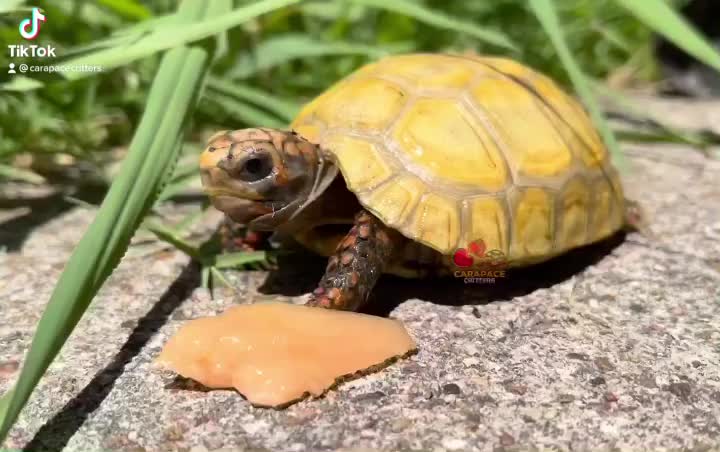 Video post from carapacecritters.