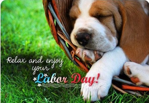 Photo post from familyanimalhospitalcm.