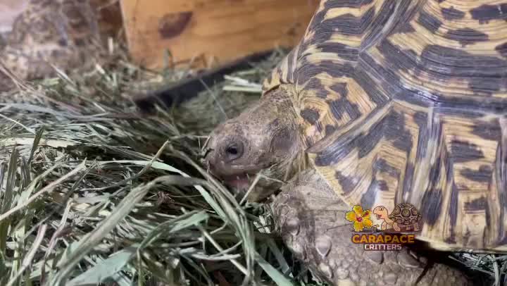 Video post from carapacecritters.