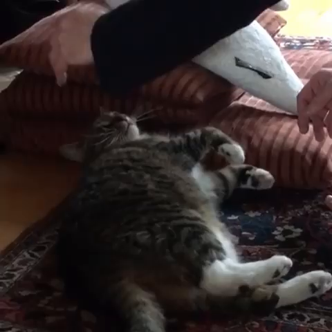 Video post from azischooloftaiji.