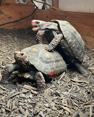 Photo post from carapacecritters.