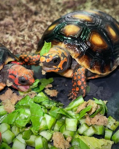 Photo post from carapacecritters.