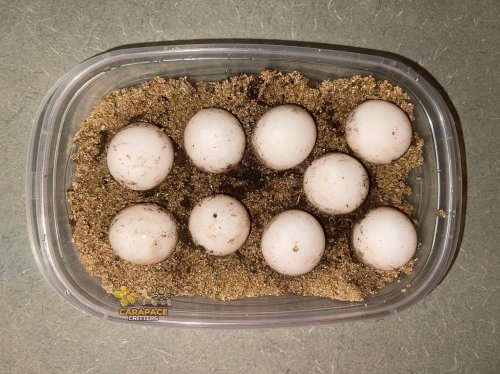 Photo post from carapacecritters.