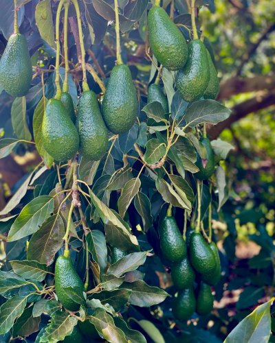 Photo post from howefarming.