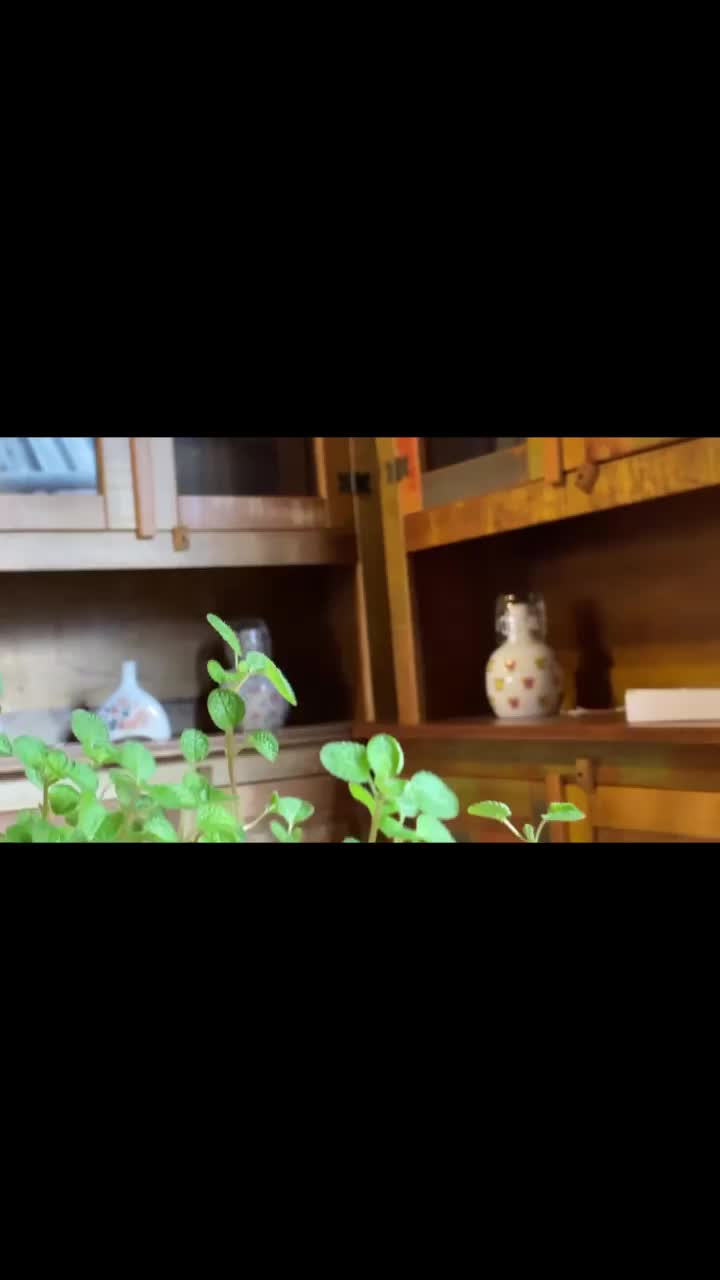 Video post from sashe.loja.