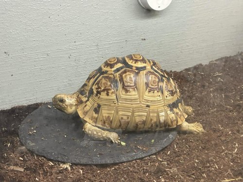 Photo post from carapacecritters.