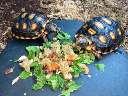 Photo post from carapacecritters.