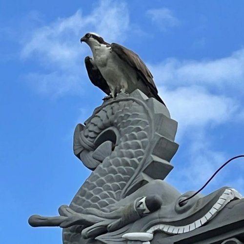 Photo post from lansuchinesegarden.