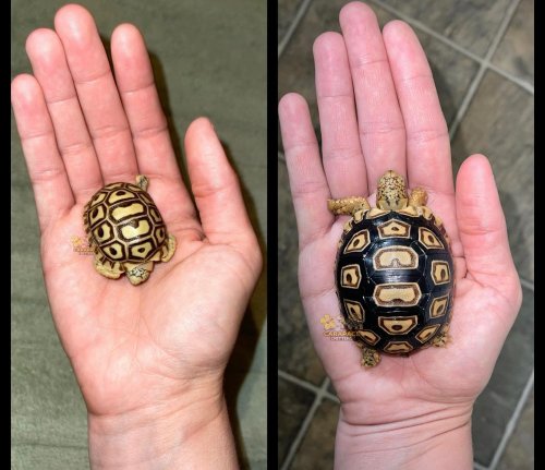 Photo post from carapacecritters.