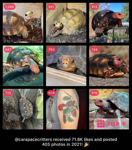 Photo post from carapacecritters.