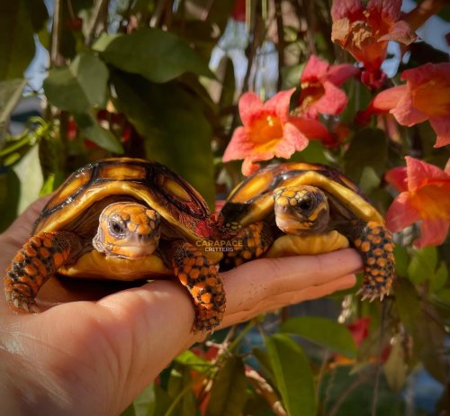 Photo post from carapacecritters.