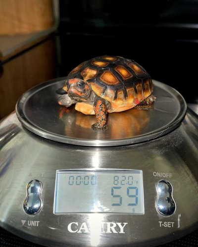 Photo post from carapacecritters.