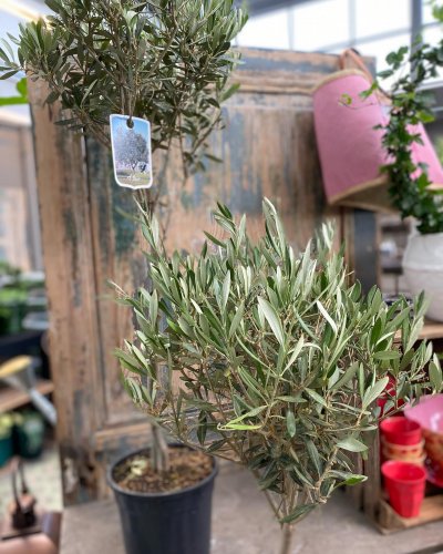 Photo post from blomsterborsen.