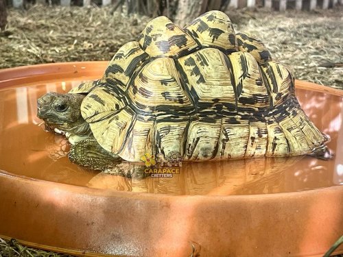 Photo post from carapacecritters.