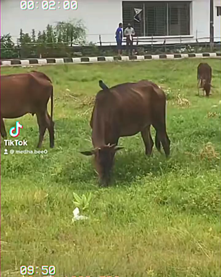 Video post from medha.bee.
