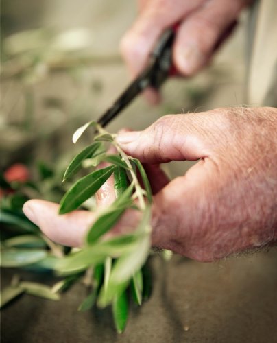 Carousel post from comvita_nz.