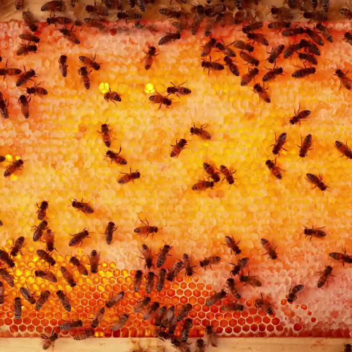 Video post from comvita_nz.