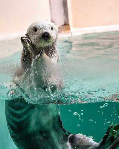 Embed Feed Embed Feed