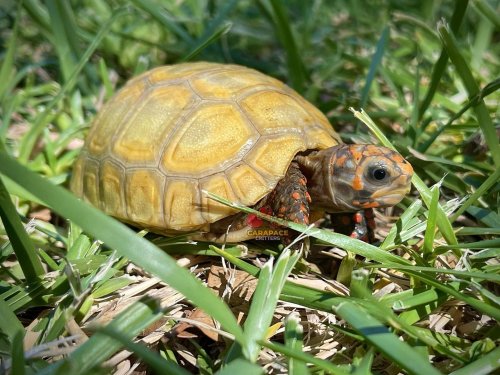 Photo post from carapacecritters.