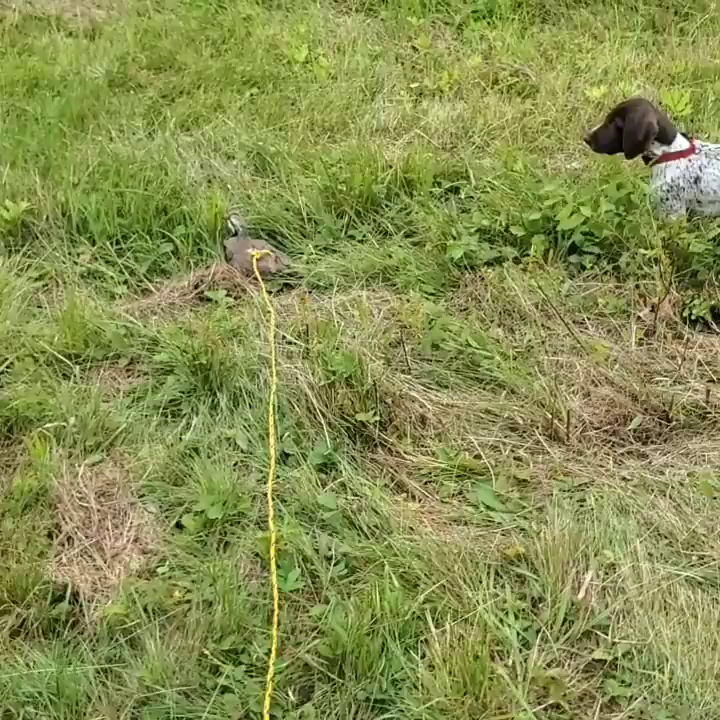 Video post from reddogguideservice.