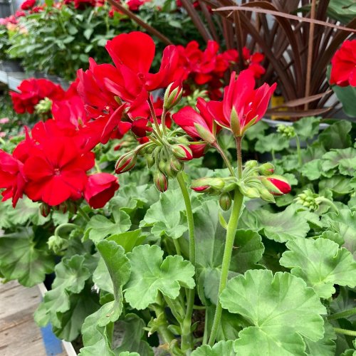Photo post from blomsterborsen.