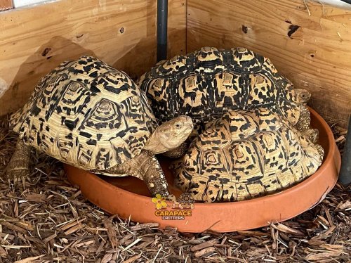 Photo post from carapacecritters.