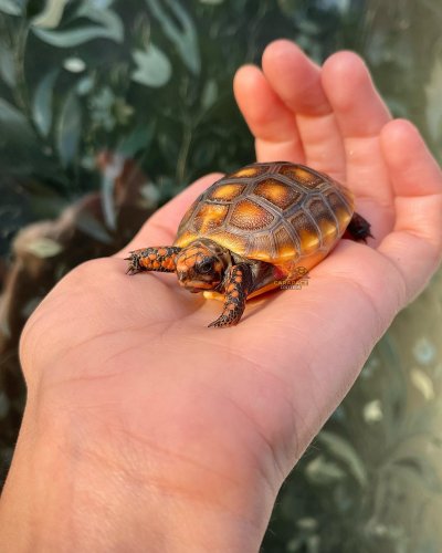 Photo post from carapacecritters.