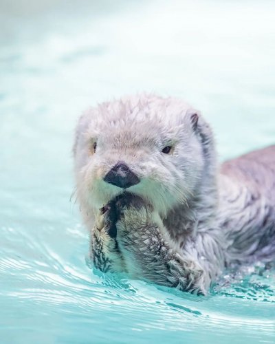 Embed Feed Embed Feed