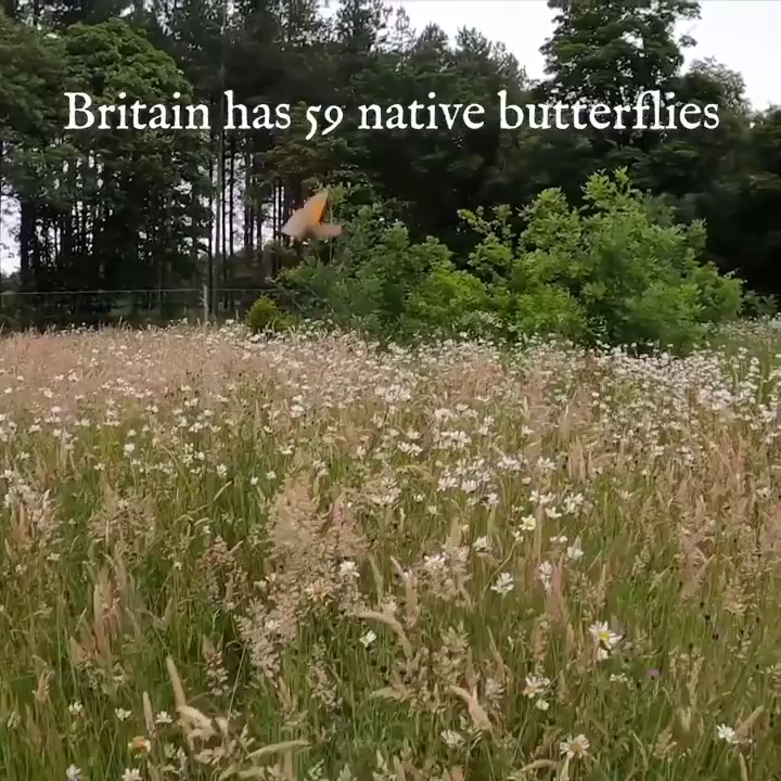 Video post from woodmeadowtrust.