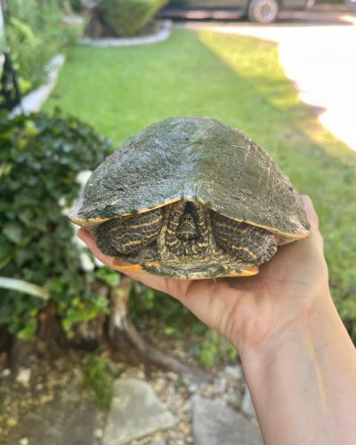 Carousel post from carapacecritters.