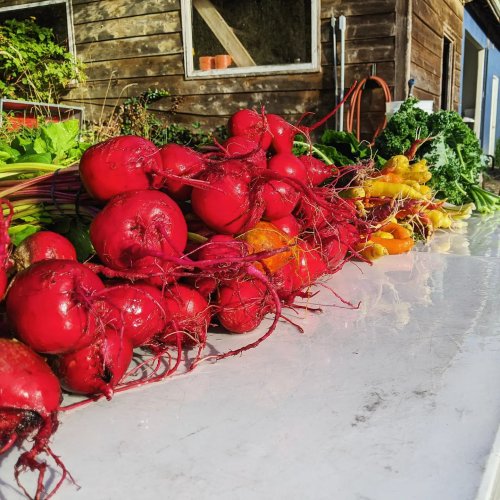 Photo post from hungryhollowfarm.