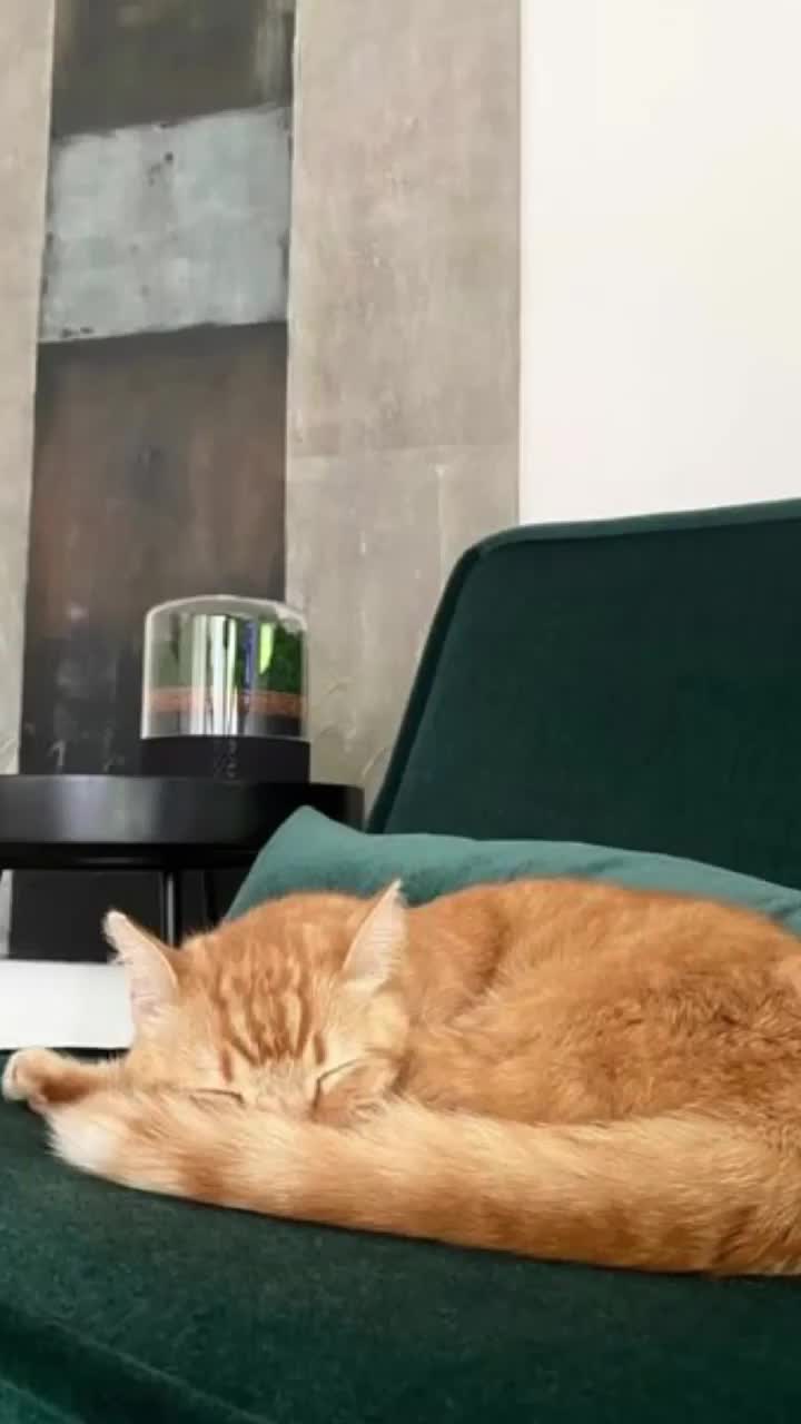 Video post from briiv.natural.