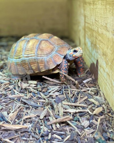 Photo post from carapacecritters.