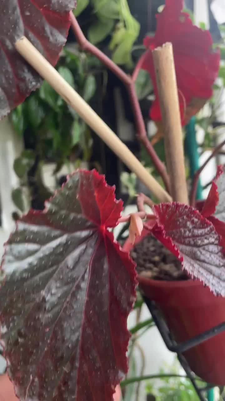 Video post from purkinje_crazyforplants.