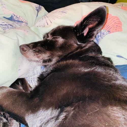 Photo post from freyaetthor.