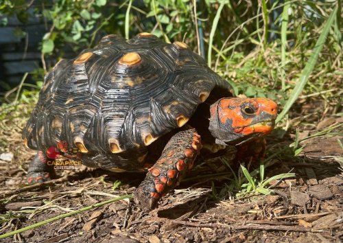 Carousel post from carapacecritters.