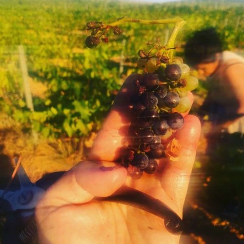 Photo post from domainelafamillek.