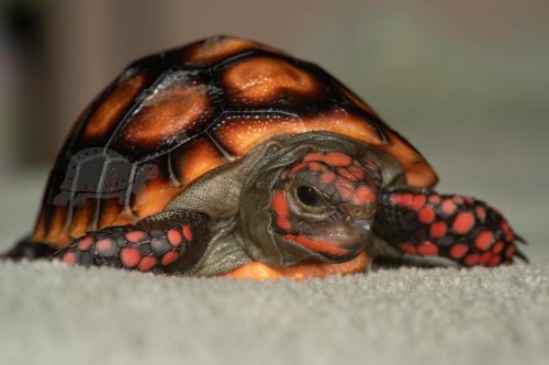 Carousel post from carapacecritters.