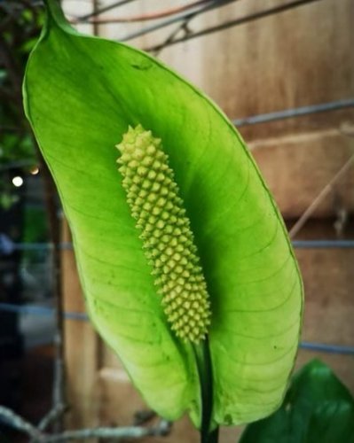 Photo post from currumbinvalleyharvest.