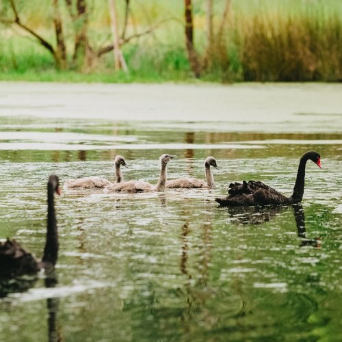 Photo post from visitalburywodonga.